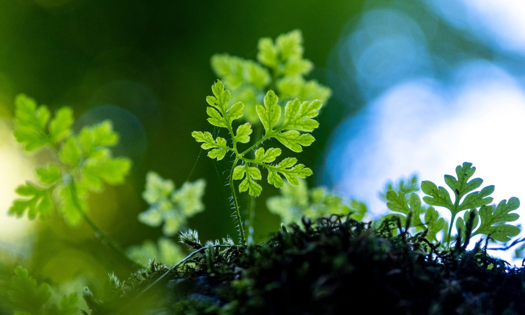 Close-up small leafy green plant growing upwards.